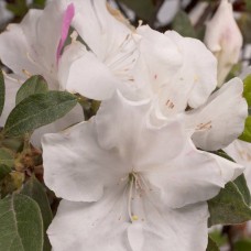 Encore Azalea Autumn Lily, 3 inch White Blooms   554826497